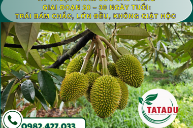 KỸ THUẬT CHĂM SÓC SẦU RIÊNG GIAI ĐOẠN 20 – 30 NGÀY TUỔI: TRÁI BÁM CHẮC, LỚN ĐỀU, KHÔNG GIẬT HỘC