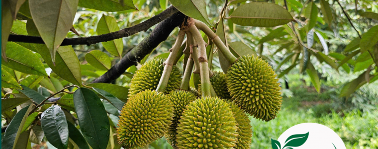 KY THUAT CHAM SOC SAU RIENG GIAI DOAN 20 – 30 NGAY TUOI TRAI BAM CHAC LON DEU KHONG GIAT HOC