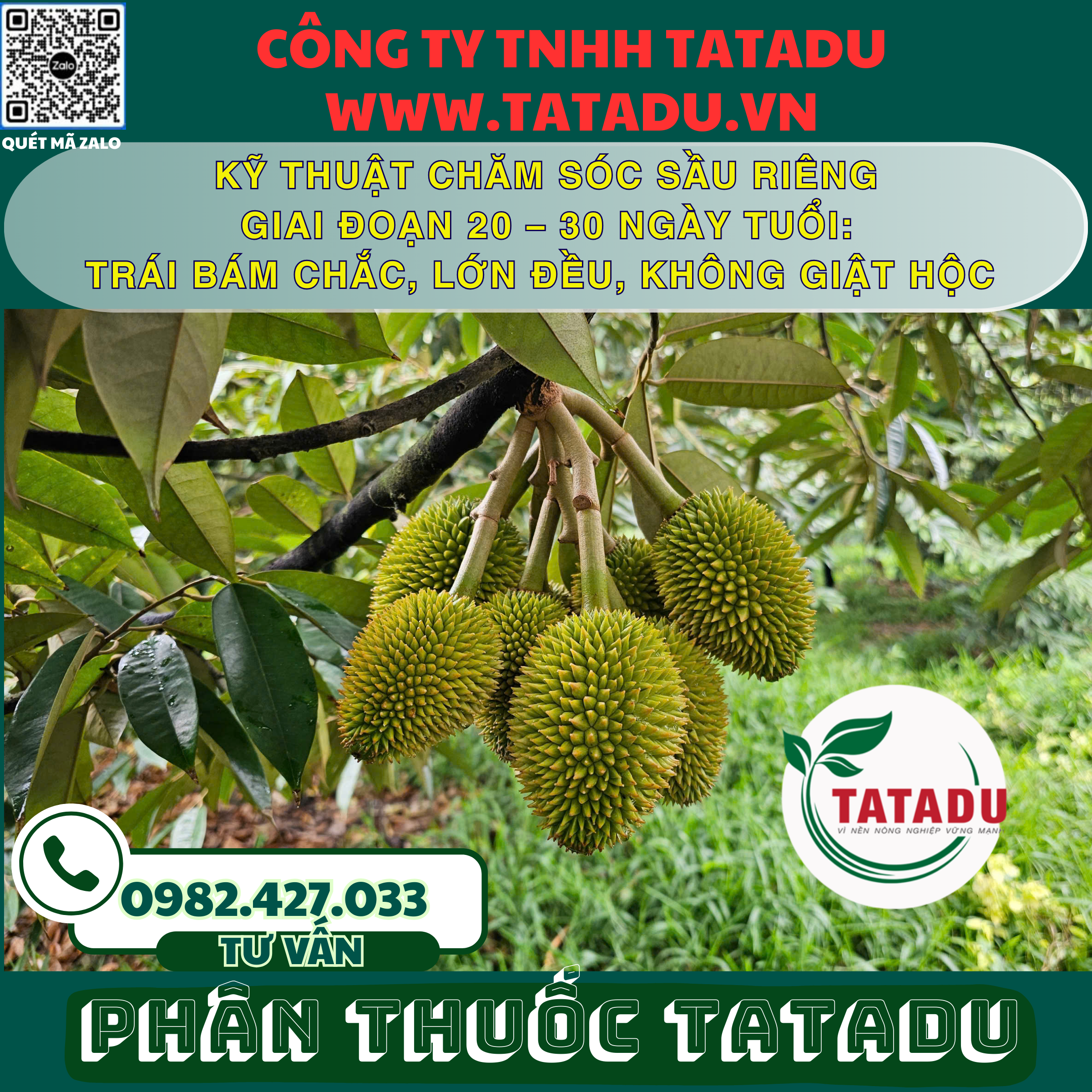 KY THUAT CHAM SOC SAU RIENG GIAI DOAN 20 – 30 NGAY TUOI TRAI BAM CHAC LON DEU KHONG GIAT HOC