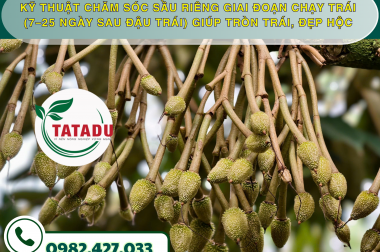 KỸ THUẬT CHĂM SÓC SẦU RIÊNG GIAI ĐOẠN CHẠY TRÁI (7–25 NGÀY SAU ĐẬU TRÁI) GIÚP TRÒN TRÁI, ĐẸP HỘC
