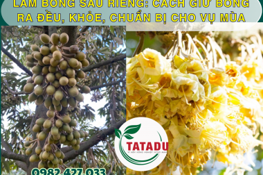 LÀM BÔNG SẦU RIÊNG: CÁCH GIỮ BÔNG RA ĐỀU, KHỎE, CHUẨN BỊ CHO VỤ MÙA