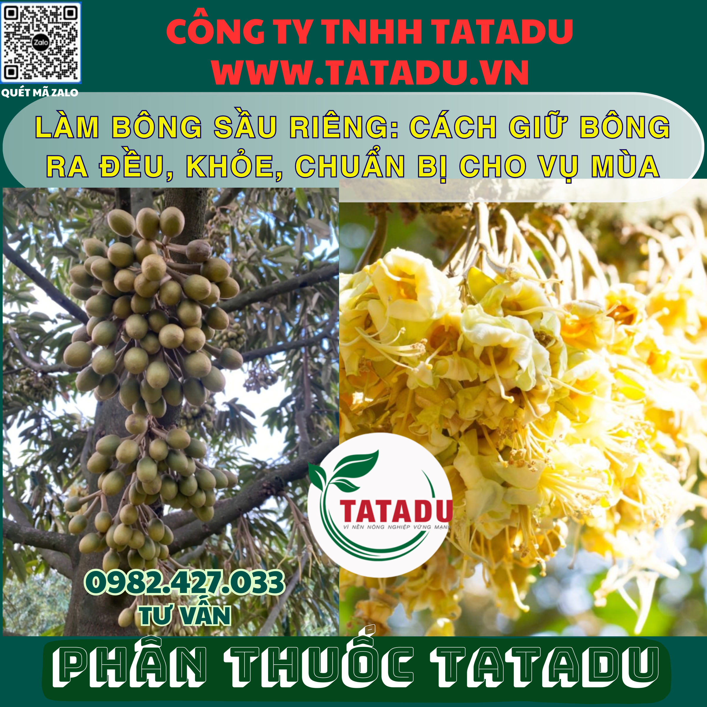 LAM BONG SAU RIENG CACH GIU BONG RA DEU KHOE CHUAN BI CHO VU MUA