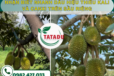 NHẬN BIẾT NHANH DẤU HIỆU THIẾU KALI VÀ CANXI TRÊN SẦU RIÊNG: CÁCH CHỐNG RỤNG TRÁI VÀ SƯỢNG CƠM