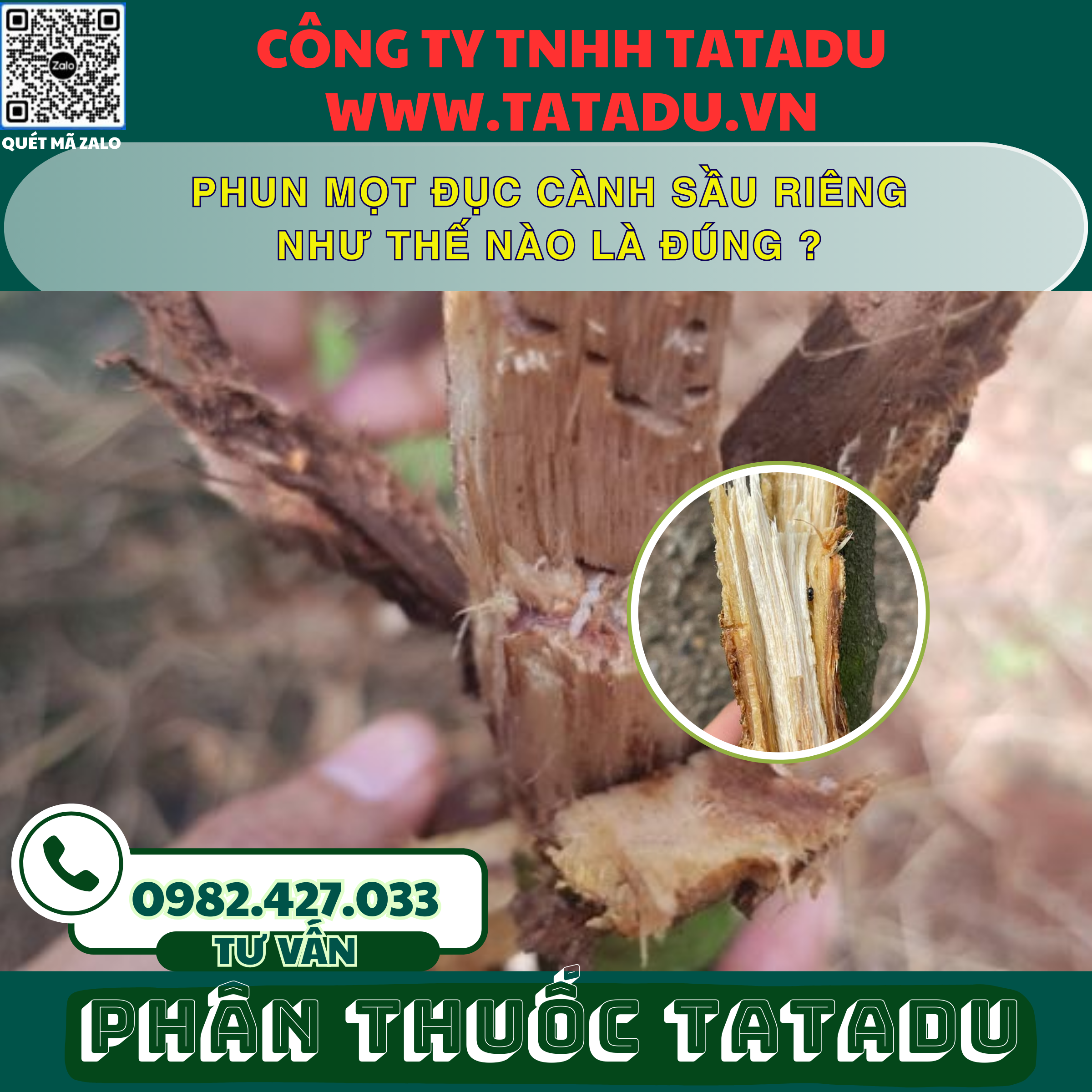 PHUN MOT DUC CANH SAU RIENG NHU THE NAO LA DUNG