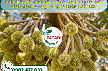 THỜI ĐIỂM TỈA TRÁI SẦU RIÊNG QUAN TRỌNG NHẤT GIÚP TRÁI TO – ĐẸP – ĐẠT CHUẨN XUẤT BÁN