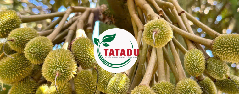 THOI DIEM TIA TRAI SAU RIENG QUAN TRONG NHAT GIUP TRAI TO – DEP – DAT CHUAN XUAT BAN