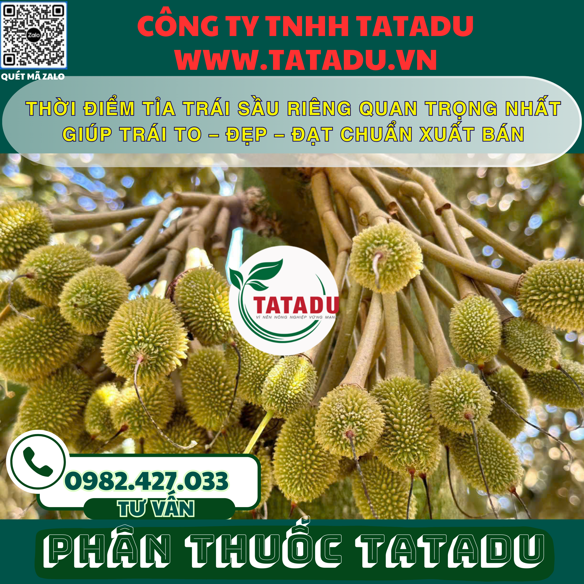 THOI DIEM TIA TRAI SAU RIENG QUAN TRONG NHAT GIUP TRAI TO – DEP – DAT CHUAN XUAT BAN