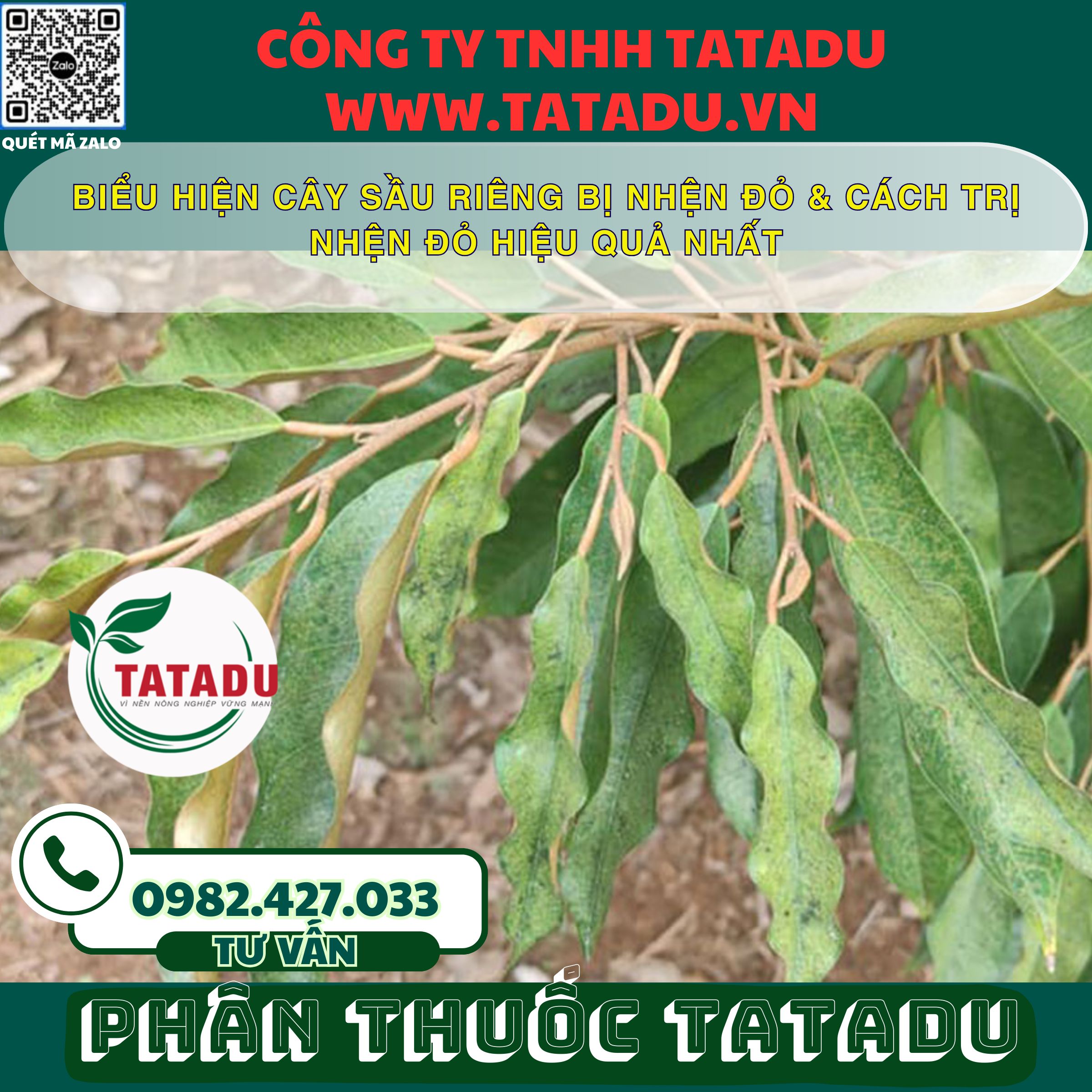 BIEU HIEN CAY SAU RIENG BI NHEN DO CACH TRI NHEN DO HIEU QUA NHAT