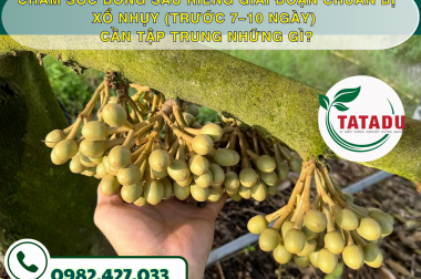 CHĂM SÓC BÔNG SẦU RIÊNG GIAI ĐOẠN CHUẨN BỊ XỔ NHỤY (TRƯỚC 7–10 NGÀY) CẦN TẬP TRUNG NHỮNG GÌ?