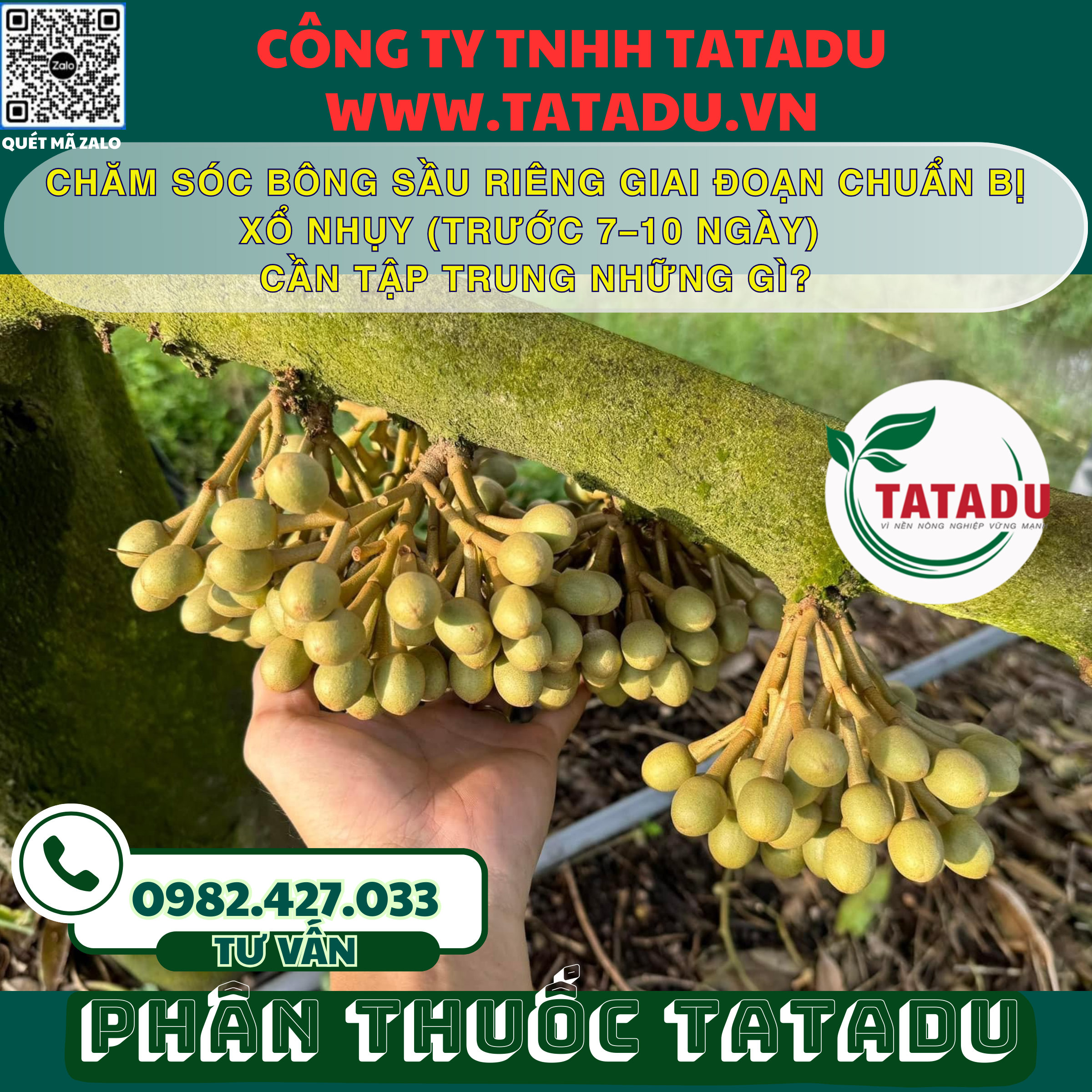 CHAM SOC BONG SAU RIENG GIAI DOAN CHUAN BI XO NHUY TRUOC 7–10 NGAY CAN TAP TRUNG NHUNG GI