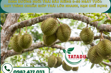 DINH DƯỠNG NUÔI TRÁI SẦU RIÊNG 0–50 NGÀY TUỔI: QUY TRÌNH CHUẨN GIÚP TRÁI LỚN NHANH, HẠN CHẾ RỤNG