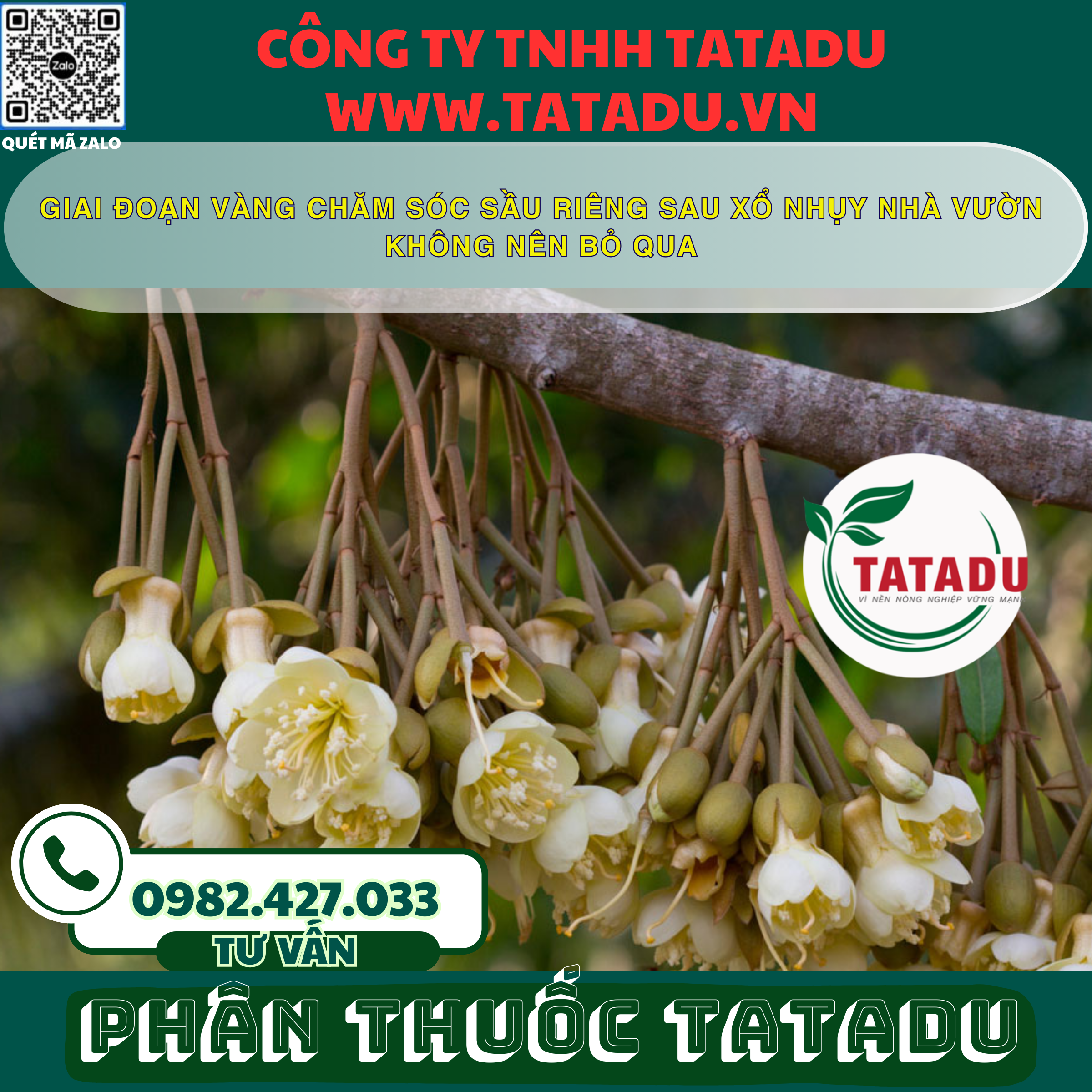 GIAI DOAN VANG CHAM SOC SAU RIENG SAU XO NHUY NHA VUON KHONG NEN BO QUA
