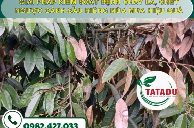 GIẢI PHÁP KIỂM SOÁT BỆNH CHÁY LÁ, CHẾT NGƯỢC CÀNH SẦU RIÊNG MÙA MƯA HIỆU QUẢ