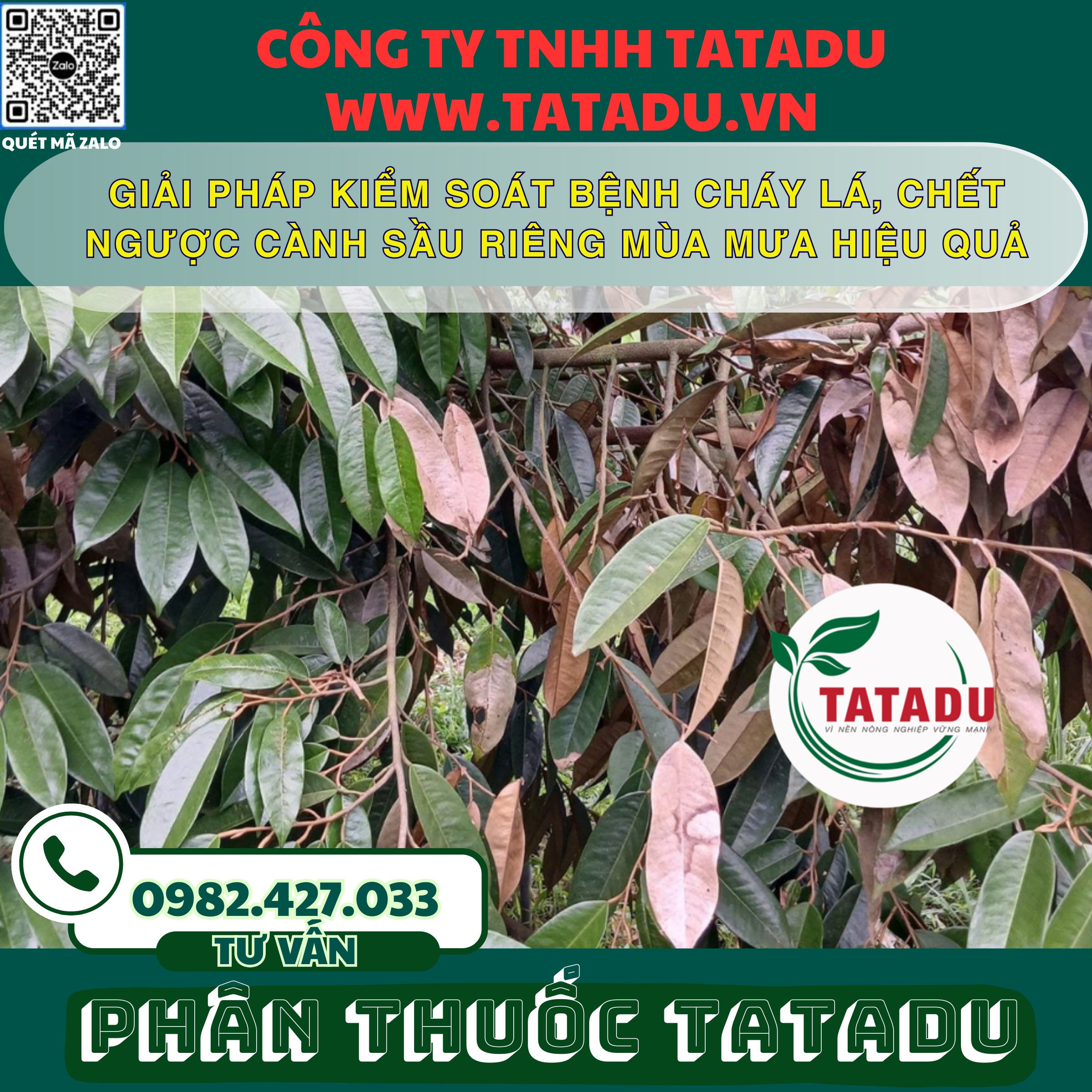 GIAI PHAP KIEM SOAT BENH CHAY LA CHET NGUOC CANH SAU RIENG MUA MUA HIEU QUA