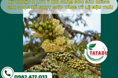 KỸ THUẬT & LƯU Ý KHI CHĂM SÓC SẦU RIÊNG GIAI ĐOẠN XỔ NHỤY GIÚP TĂNG TỶ LỆ ĐẬU TRÁI