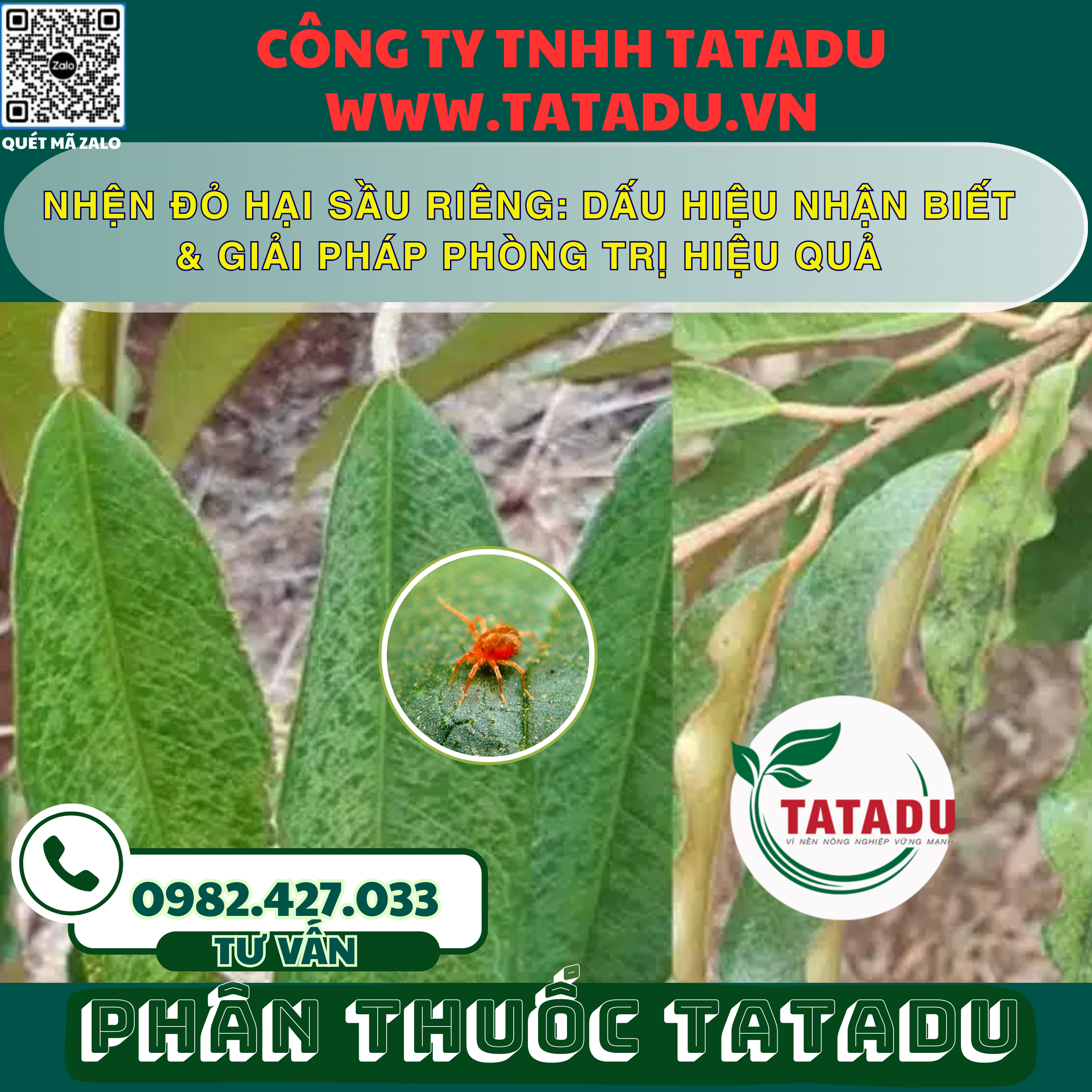 NHEN DO HAI SAU RIENG DAU HIEU NHAN BIET GIAI PHAP PHONG TRI HIEU QUA