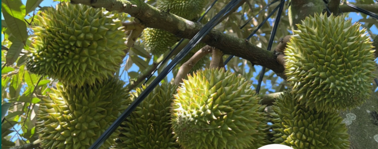 NUOI TRAI SAU RIENG TRON DEU – GAI XANH – IT RUNG HIEU QUA