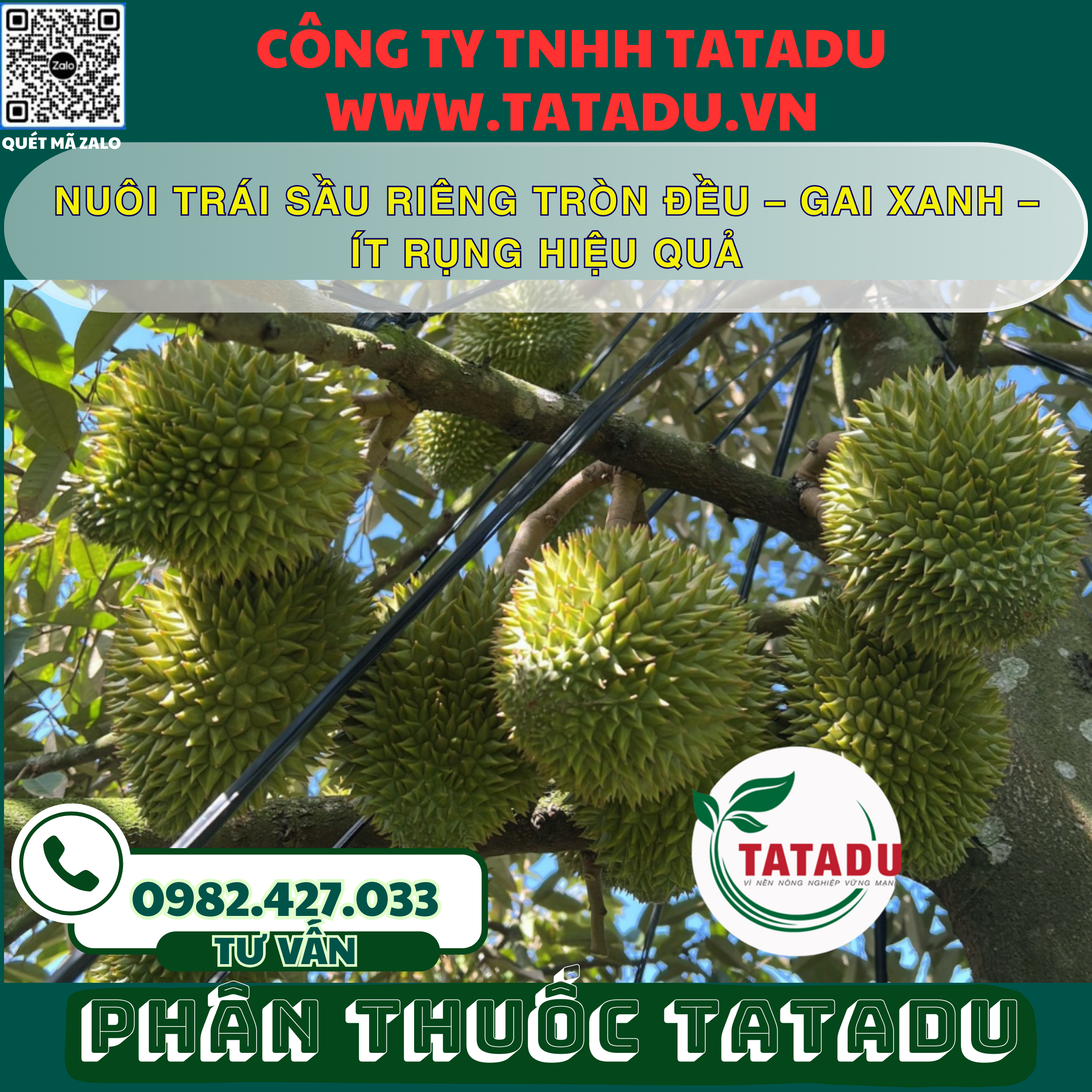 NUOI TRAI SAU RIENG TRON DEU – GAI XANH – IT RUNG HIEU QUA