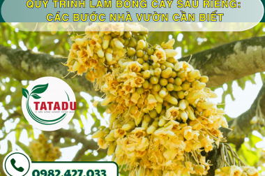 QUY TRÌNH LÀM BÔNG CÂY SẦU RIÊNG: CÁC BƯỚC NHÀ VƯỜN CẦN BIẾT
