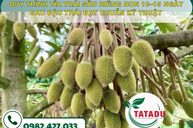 QUY TRÌNH TỈA TRÁI SẦU RIÊNG NON 10–15 NGÀY SAU ĐẬU TRÁI ĐẠT CHUẨN KỸ THUẬT