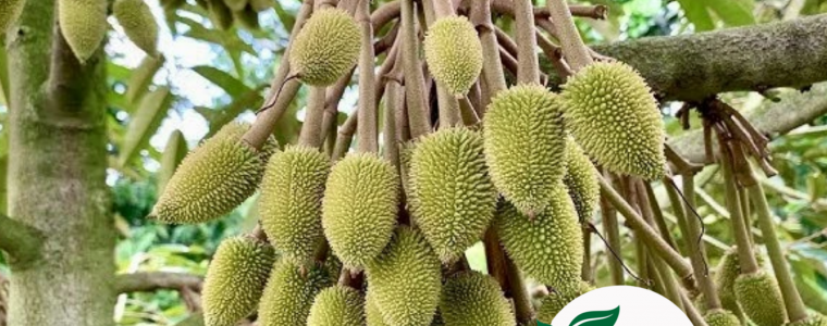 QUY TRINH TIA TRAI SAU RIENG NON 10–15 NGAY SAU DAU TRAI DAT CHUAN KY THUAT