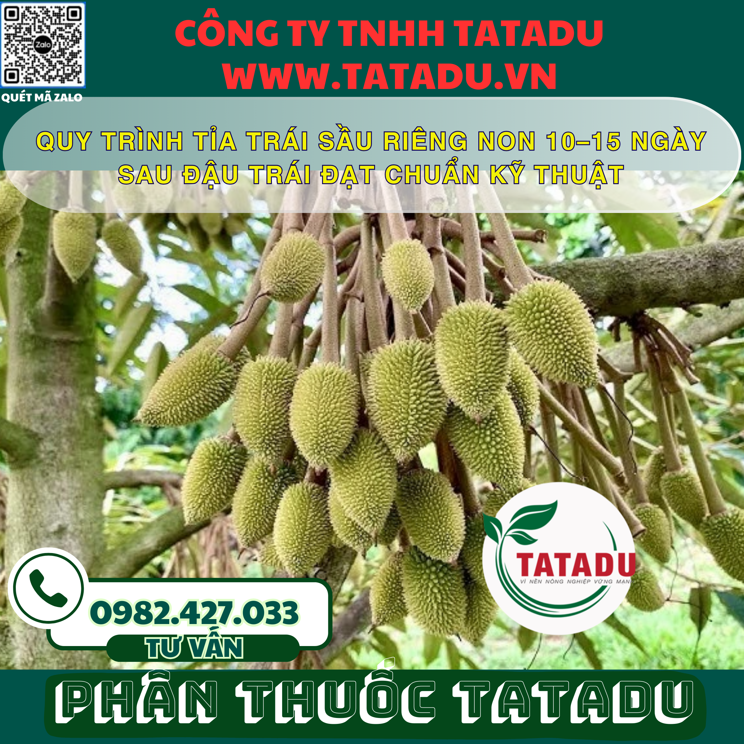 QUY TRINH TIA TRAI SAU RIENG NON 10–15 NGAY SAU DAU TRAI DAT CHUAN KY THUAT