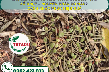 SẦU RIÊNG RỤNG TRÁI NON HÀNG LOẠT SAU XỔ NHỤY – NGUYÊN NHÂN DO ĐÂU? CÁCH KHẮC PHỤC HIỆU QUẢ