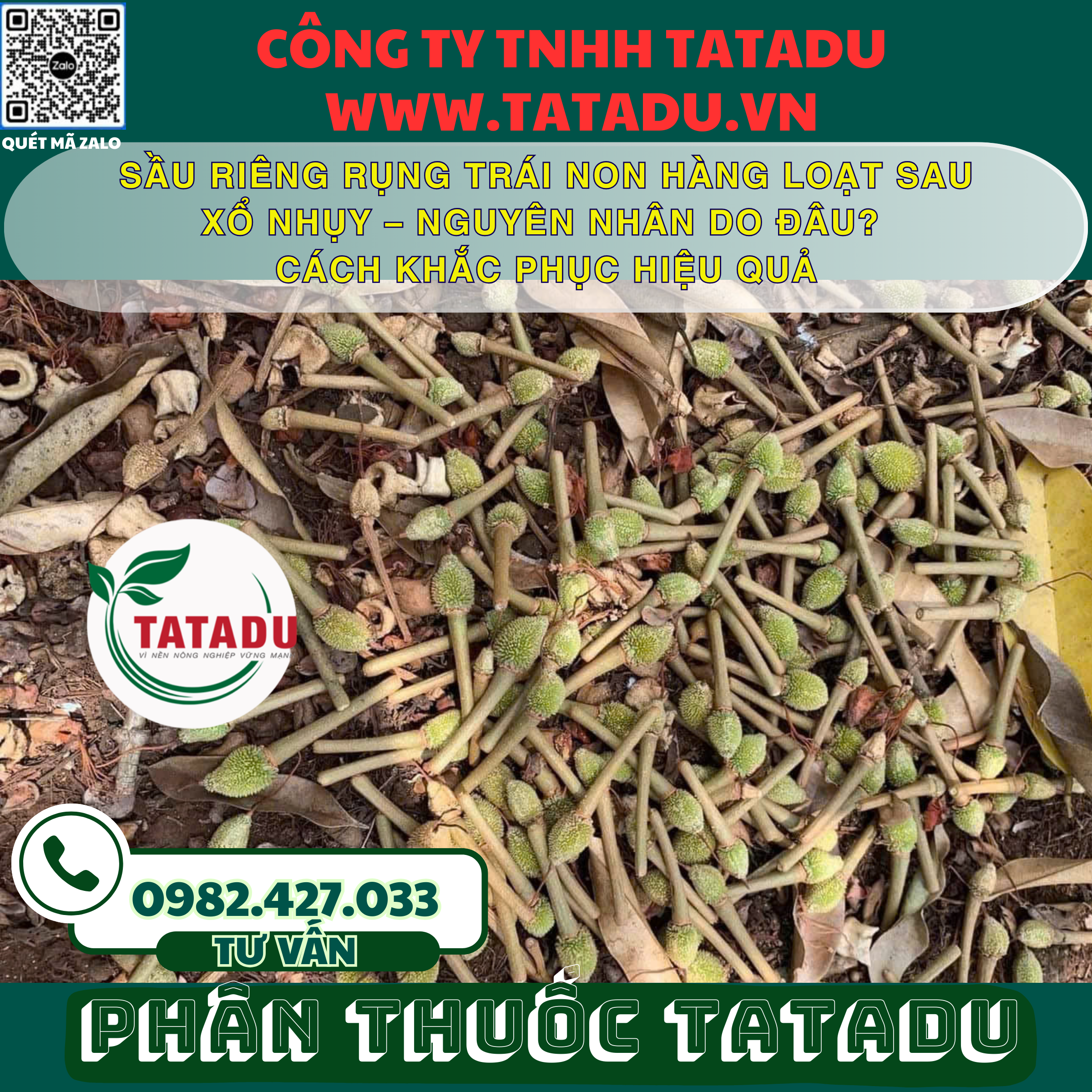 SAU RIENG RUNG TRAI NON HANG LOAT SAU XO NHUY – NGUYEN NHAN DO DAU CACH KHAC PHUC HIEU QUA
