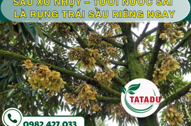 SAU XỔ NHỤY – TƯỚI NƯỚC SAI LÀ RỤNG TRÁI SẦU RIÊNG NGAY