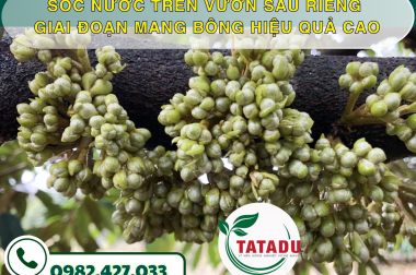 SỐC NƯỚC TRÊN VƯỜN SẦU RIÊNG GIAI ĐOẠN MANG BÔNG HIỆU QUẢ CAO