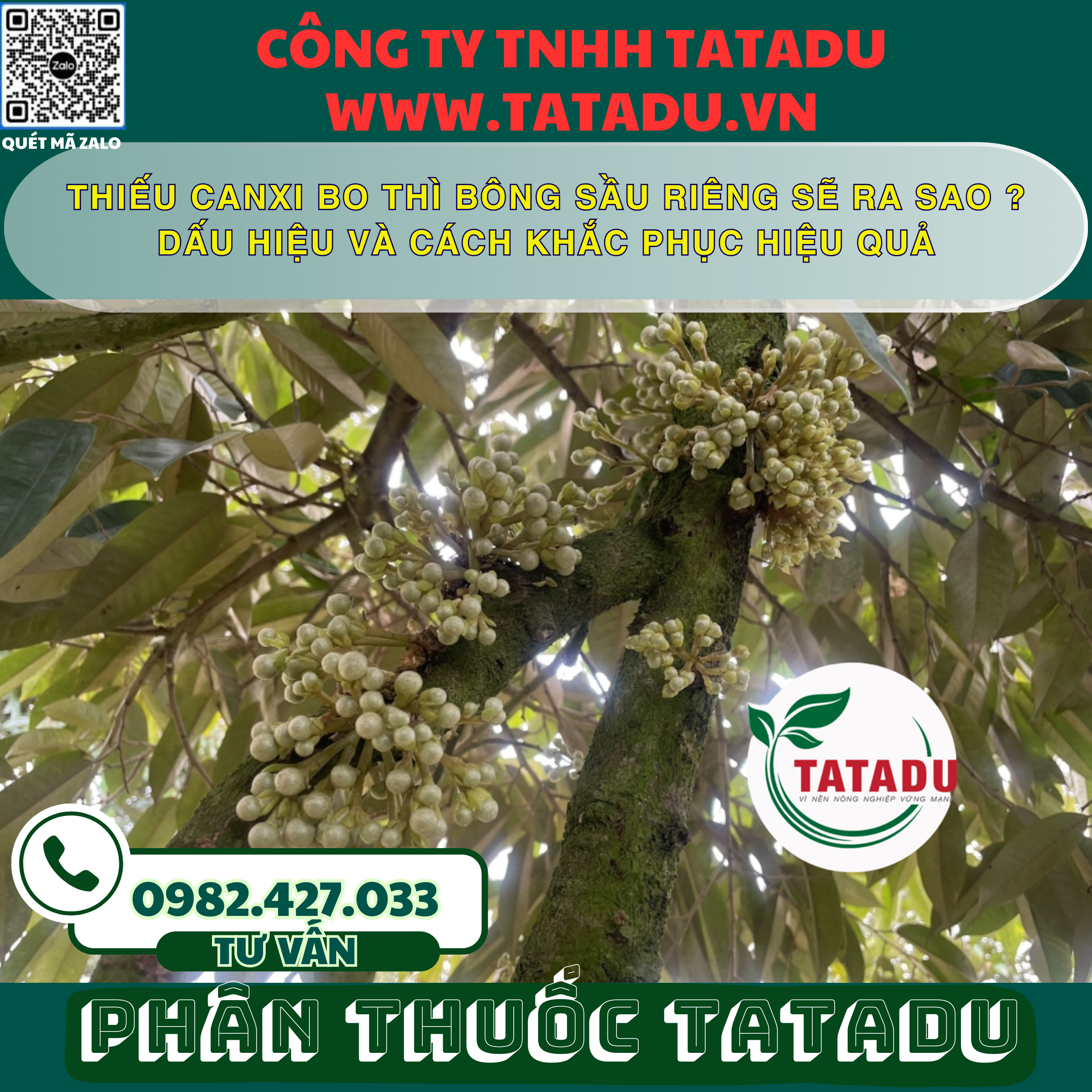 THIEU CANXI BO THI BONG SAU RIENG SE RA SAO DAU HIEU VA CACH KHAC PHUC HIEU QUA