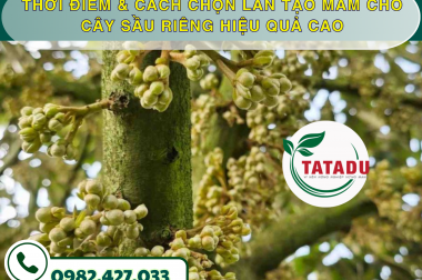THỜI ĐIỂM & CÁCH CHỌN LÂN TẠO MẦM CHO CÂY SẦU RIÊNG HIỆU QUẢ CAO