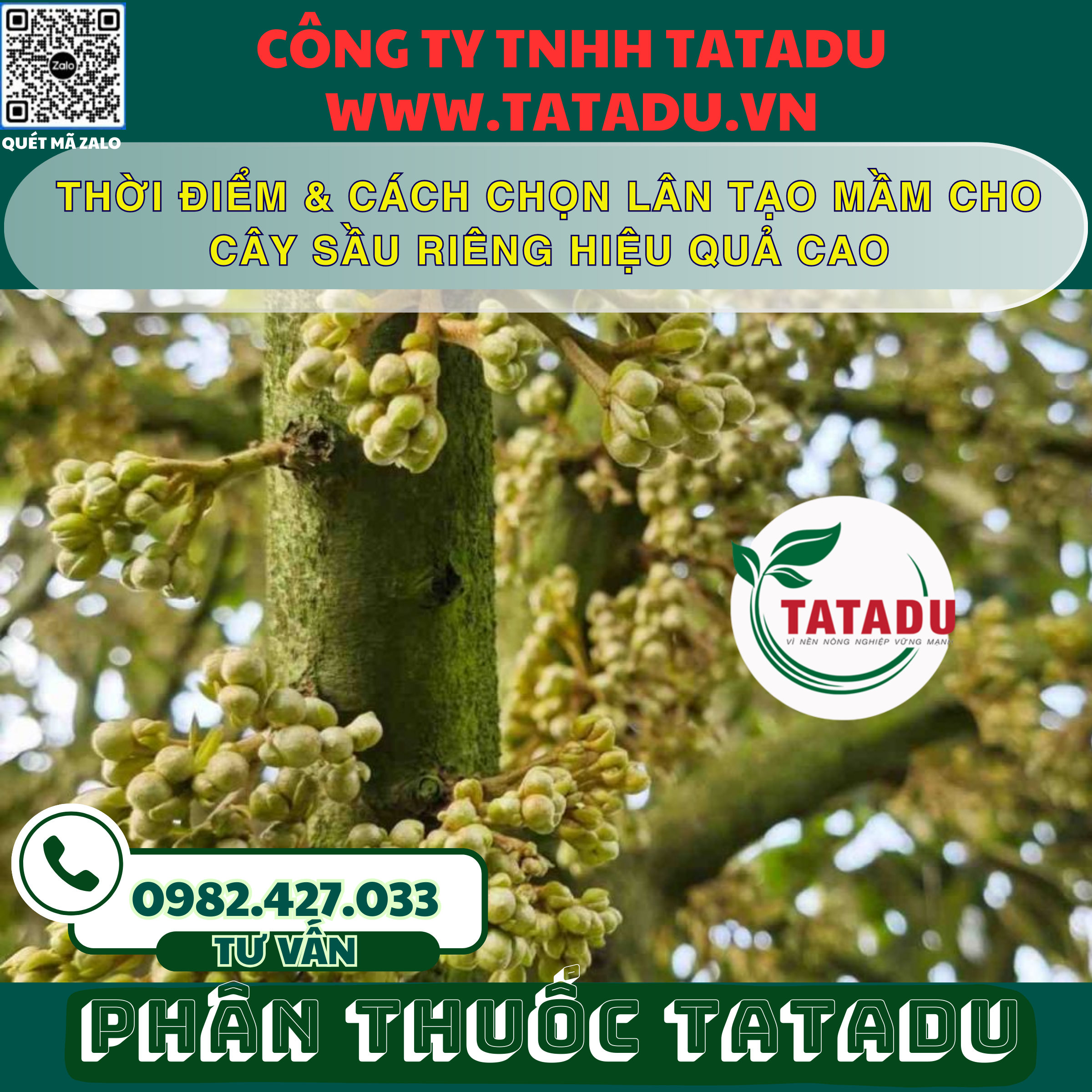 THOI DIEM CACH CHON LAN TAO MAM CHO CAY SAU RIENG HIEU QUA CAO