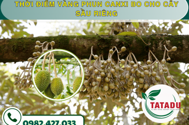 THỜI ĐIỂM VÀNG PHUN CANXI BO CHO CÂY SẦU RIÊNG
