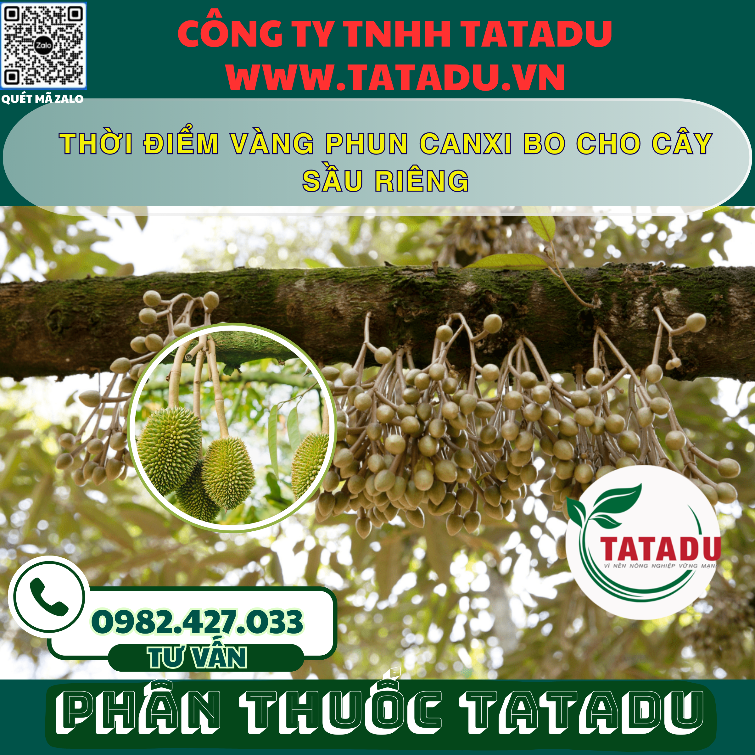 THOI DIEM VANG PHUN CANXI BO CHO CAY SAU RIENG
