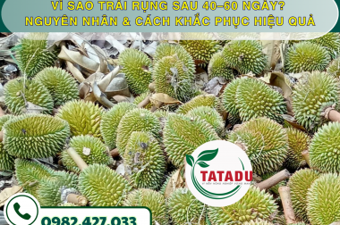 VÌ SAO TRÁI RỤNG SAU 40–60 NGÀY? NGUYÊN NHÂN VÀ CÁCH KHẮC PHỤC HIỆU QUẢ