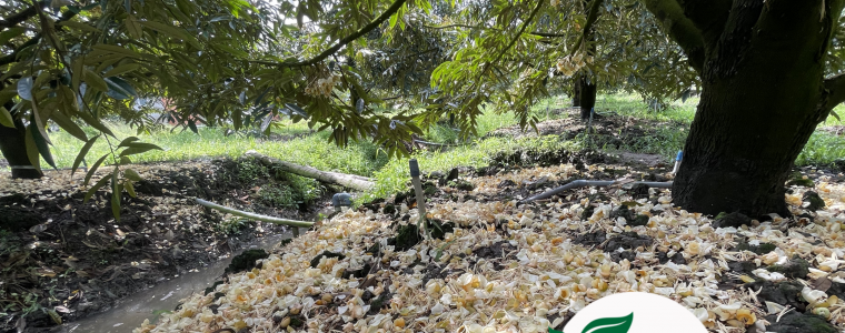 XU LY KHAN CAP KHI SAU RIENG XO NHUY GAP MUA – GIU BONG GIU TRAI HIEU QUA