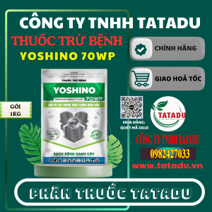 YOSHINO 70WP QUATAR