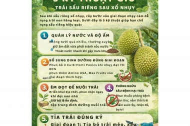 BÍ QUYẾT NHÀ VƯỜN: 5 KỸ THUẬT GIỮ TRÁI SẦU RIÊNG SAU XỔ NHỤY HIỆU QUẢ, HẠN CHẾ RỤNG TRÁI NON