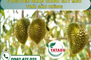 TRÁI SẦU RIÊNG MÉO, LỆCH HỘC, BIẾN DẠNG – NGUYÊN NHÂN DO ĐÂU & GIẢI PHÁP KHẮC PHỤC