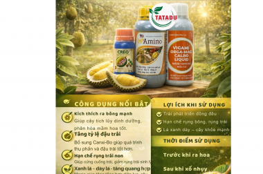 BỘ HPAmino – VIGAMI ORGA-MAG CALBO – CREO: GIẢI PHÁP GIÚP SẦU RIÊNG MẬP BÔNG, ĐẬU TRÁI CAO, HẠN CHẾ RỤNG TRÁI NON