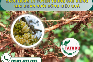 CÁCH QUẢN LÝ TUYẾN TRÙNG SẦU RIÊNG GIAI ĐOẠN NUÔI BÔNG HIỆU QUẢ