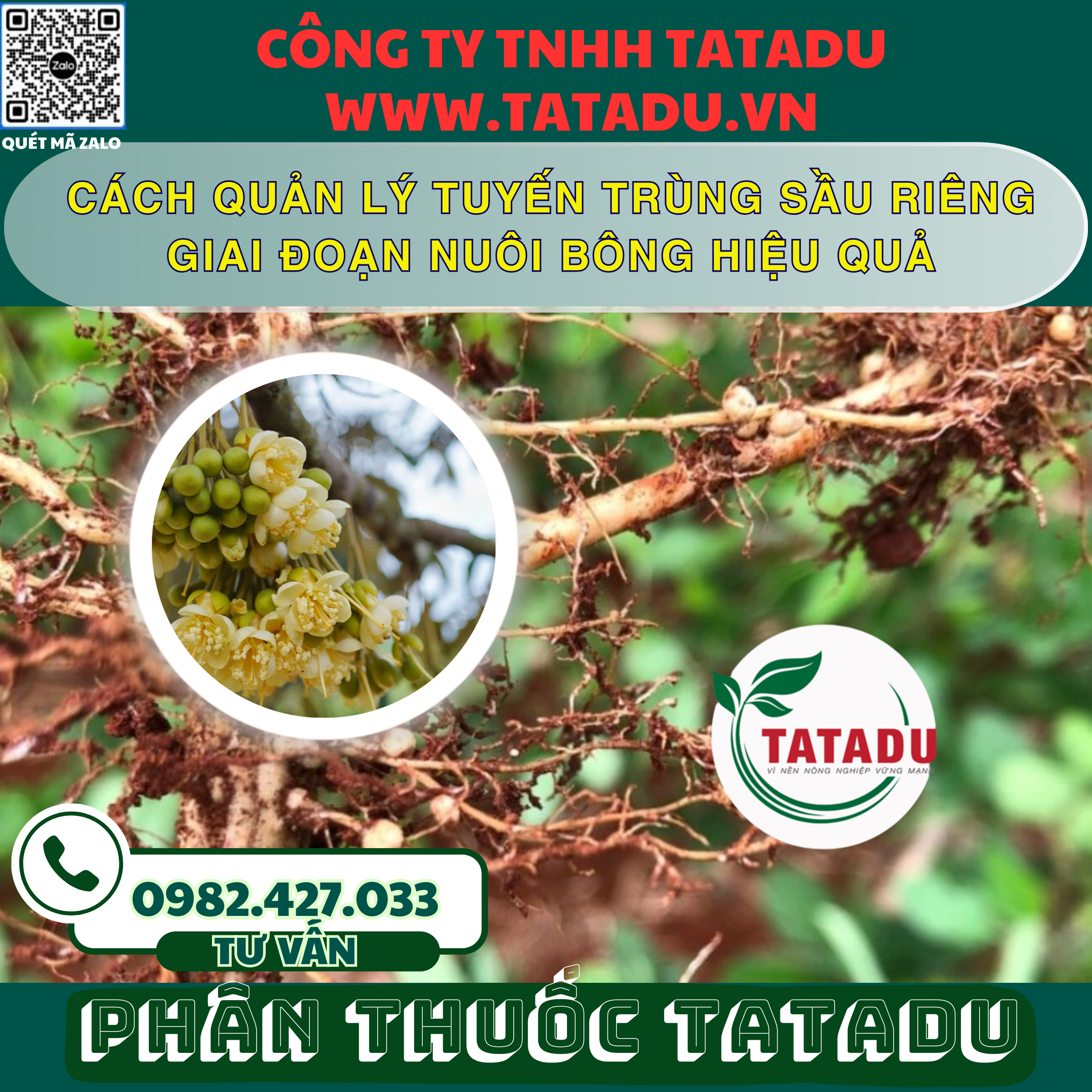 CACH QUAN LY TUYEN TRUNG SAU RIENG GIAI DOAN NUOI BONG HIEU QUA
