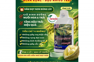 CHẶN ĐỌT SẦU RIÊNG HIỆU QUẢ GIAI ĐOẠN XỔ NHỤY – GIỮ TRÁI NON, NGĂN RỤNG HÀNG LOẠT