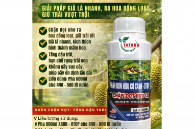CHẶN ĐỌT SẦU RIÊNG HIỆU QUẢ VỚI XANH – OTOP – GIẢI PHÁP GIÀ LÁ NHANH, RA HOA ĐỒNG LOẠT, GIỮ TRÁI VƯỢT TRỘI