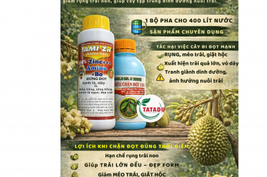 GIẢI PHÁP CHẶN ĐỌT SẦU RIÊNG HIỆU QUẢ GIAI ĐOẠN NUÔI TRÁI NON