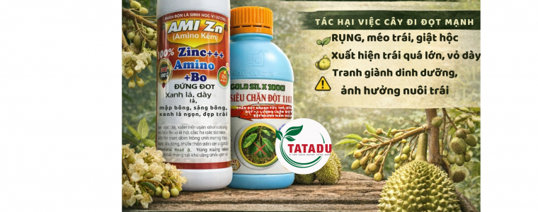 GIAI PHAP CHAN DOT SAU RIENG HIEU QUA GIAI DOAN NUOI TRAI NON