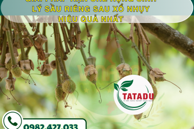 GIẢI PHÁP HẠN CHẾ RỤNG SINH LÝ SẦU RIÊNG SAU XỔ NHỤY HIỆU QUẢ NHẤT