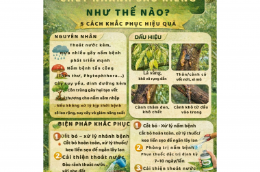KHẮC PHỤC CHẾT NHÁNH SẦU RIÊNG NHƯ THẾ NÀO? GIẢI PHÁP HIỆU QUẢ CHO NHÀ VƯỜN