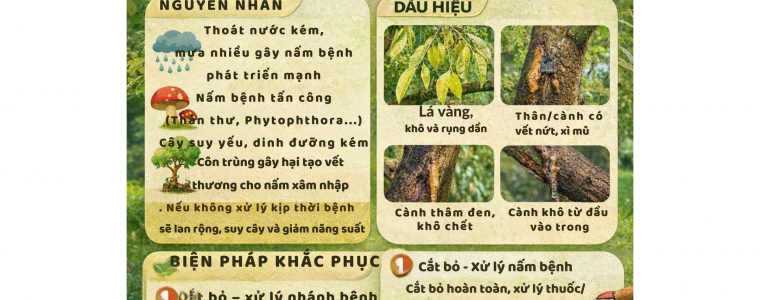 KHAC PHUC CHET NHANH SAU RIENG NHU THE NAO